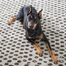 Load image into Gallery viewer, black dog on the hugo rug
